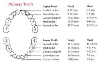 tooth eruption chart