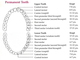 tooth eruption chart